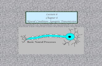 Lecture 6 Chapter 4 Neural Condition: Synaptic Transmission.