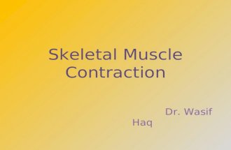 Skeletal Muscle Contraction Dr. Wasif Haq. Introduction Muscles make 50% of total body mass. 40% by skeletal muscles & 10% combination of smooth & cardiac.
