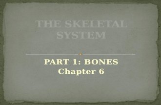 PART 1: BONES Chapter 6. a connective tissue 18% of weight of human body Skeletal System includes bones & cartilage Part 1: Bone Part 2: Axial Skeleton.