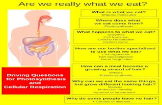 Are we really what we eat? What is what we eat? Organic molecules Where does what we eat come from? Photosynthesis What happens to what we eat? Enzymes.