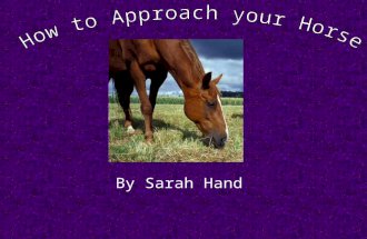 By Sarah Hand Introduction In this slide show you will learn how to properly approach a horse. The slide show is as followed: 1. The steps to approaching.