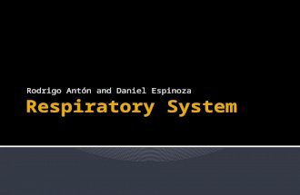 Rodrigo Antón and Daniel Espinoza The respiratory system is the biological system of any organism that engages in gas exchange. This serves for us to.