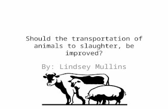 Should the transportation of animals to slaughter, be improved? By: Lindsey Mullins.