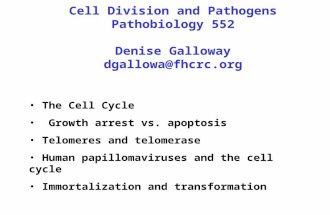 Cell Division and Pathogens Pathobiology 552 Denise Galloway dgallowa@fhcrc.org The Cell Cycle Growth arrest vs. apoptosis Telomeres and telomerase Human.