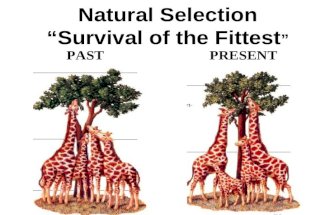 Natural Selection “Survival of the Fittest ” PASTPRESENT.