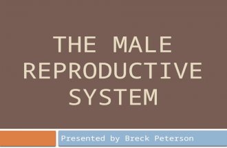 THE MALE REPRODUCTIVE SYSTEM Presented by Breck Peterson.