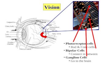 Vision Photoreceptor cells Rod & Cone cells Bipolar Cells Connect in between Ganglion Cells Go to the brain.