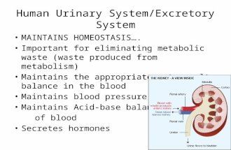 Human Urinary System/Excretory System MAINTAINS HOMEOSTASIS…. Important for eliminating metabolic waste (waste produced from metabolism) Maintains the.