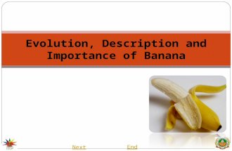 Evolution, Description and Importance of Banana Next End.