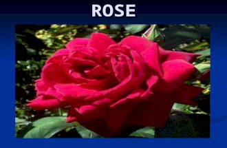 ROSE. USES OF ROSE is used for making perfumes is used for making perfumes Gulkand Gulkand Rose water Rose water For decoration For decoration Garlands.