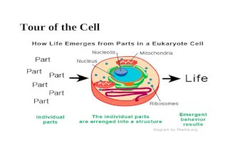 Tour of the Cell. Overview: The Fundamental Units of Life All organisms are made of cells The cell is the simplest collection of matter that can be alive.