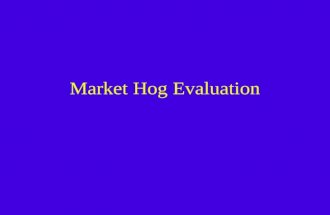 Market Hog Evaluation