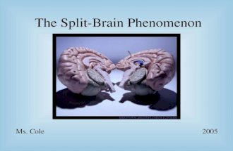 The Split-Brain Phenomenon