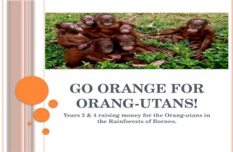 Go Orange for  Orang-utans!