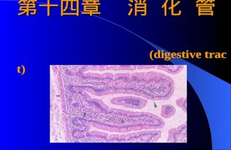 第十四章  消 化 管     (digestive tract)