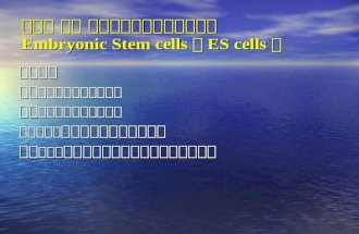第六节 动物 胚胎干细胞的分离培养技术  Embryonic Stem cells （ ES cells ）