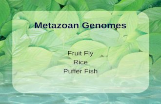 Metazoan Genomes