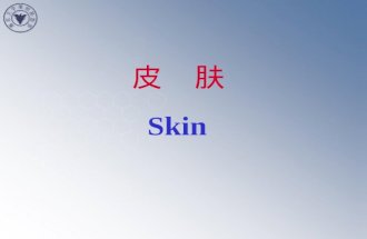皮   肤 Skin