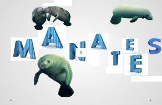 Many Manatees die each year because of… Pollution Cold weather (which gives them the Flu) Red tide (plankton that poisons manatees and fish)