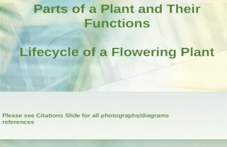 Parts of a Plant and Their Functions Lifecycle of a Flowering Plant