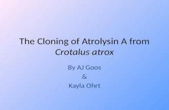 The Cloning of  Atrolysin  A from  Crotalus atrox