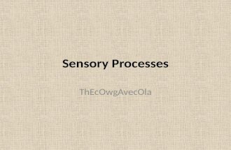 Sensory  Processes