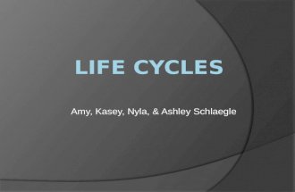 LIFE CYCLES