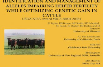 Identification and management of alleles impairing heifer fertility while optimizing genetic gain in cattle