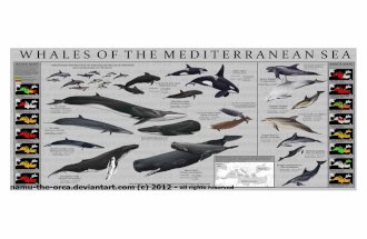 Mediterranean whales