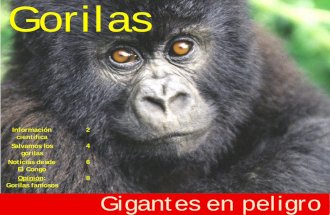 Gorilas, gigantes en peligro