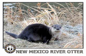 River Otter Poster