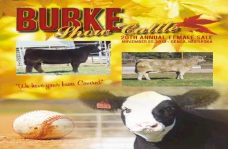 Burke Show Cattle