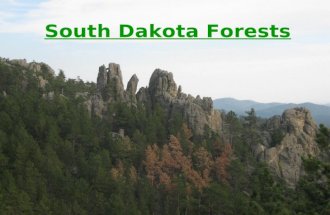 South Dakota Forests. Forest Types Black Hills Flood Plain Forest Upland Forest Windbreaks and urban forests.