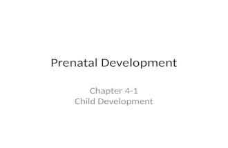 Prenatal Development Chapter 4-1 Child Development.