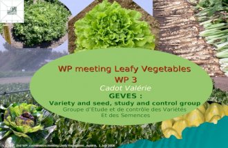V Cadot,: 2nd WP coordinators meeting Leafy Vegetables, Austria, 1 July 2008 WP meeting Leafy Vegetables WP 3 Cadot Valérie GEVES : Variety and seed, study.