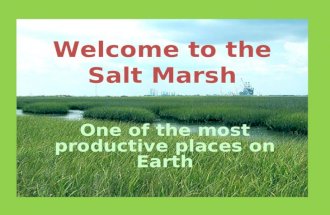 Welcome to the Salt Marsh One of the most productive places on Earth.