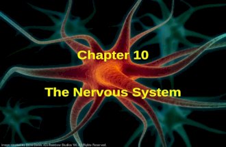 Chapter 10 The Nervous System. Introduction Types of neural tissue: 1. Neurons – react to changes around them & send impulses 2. Neuroglia – support tissue.