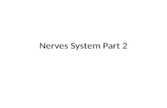 Nerves System Part 2. Nerves are like telephone lines. They send messages all over your body. These messages move through your body faster than you can.
