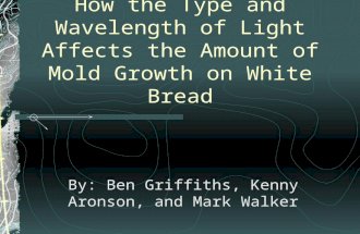 How the Type and Wavelength of Light Affects the Amount of Mold Growth on White Bread By: Ben Griffiths, Kenny Aronson, and Mark Walker.