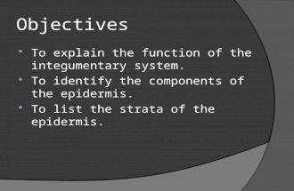 Objectives  To explain the function of the integumentary system.  To identify the components of the epidermis.  To list the strata of the epidermis.
