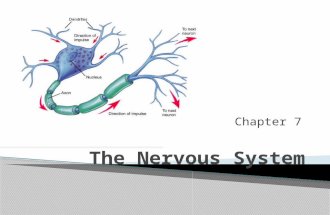 Chapter 7.  The nervous system allows the body to detect, interpret and respond to stimuli. ◦ A stimulus is any change in the external or internal environment.