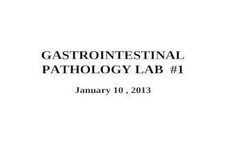 GASTROINTESTINAL PATHOLOGY LAB #1 January 10, 2013.
