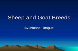 Sheep and Goat Breeds By Michael Teague Sheep Terminology Ram – Male Ewe – Female Lamb – Young Sheep Classes Fine Wool – emphasis on quality wool Medium.