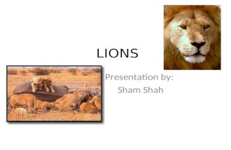 LIONS Presentation by: Sham Shah What kind of vertebrate? Phylum: Chordata Class: Mammalia Order: Carnivora Family: Felidae Genus: Panthera Species: