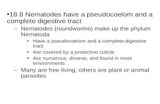 18.8 Nematodes have a pseudocoelom and a complete digestive tract –Nematodes (roundworms) make up the phylum Nematoda Have a pseudocoelom and a complete.