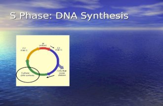 S Phase: DNA Synthesis. Every cell has Specific DNA Nucleus contains DNA Nucleus contains DNA –Each cell in one body has identical DNA DNA DNA –Set number.