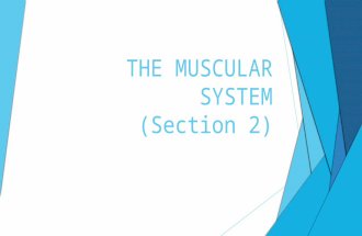 THE MUSCULAR SYSTEM (Section 2). WARM-UP  Complete the BONES QUIZ  BONUS QUESTION! (WORTH ONE POINT) NAME ONE TYPE OF MOVABLE JOINT.