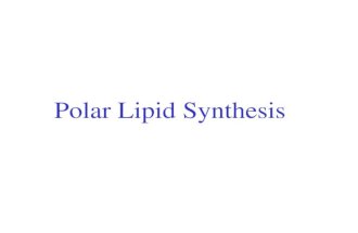 Polar Lipid Synthesis. Lipids: Role in Signaling.