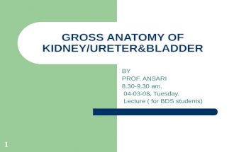 1 GROSS ANATOMY OF KIDNEY/URETER&BLADDER BY PROF. ANSARI 8.30-9.30 am. 04-03-08, Tuesday. Lecture ( for BDS students)