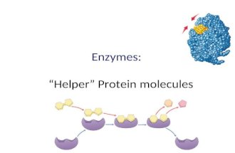 Enzymes: “Helper” Protein molecules Chemical reactions of life Processes of life – building molecules synthesis – breaking down molecules digestion ++